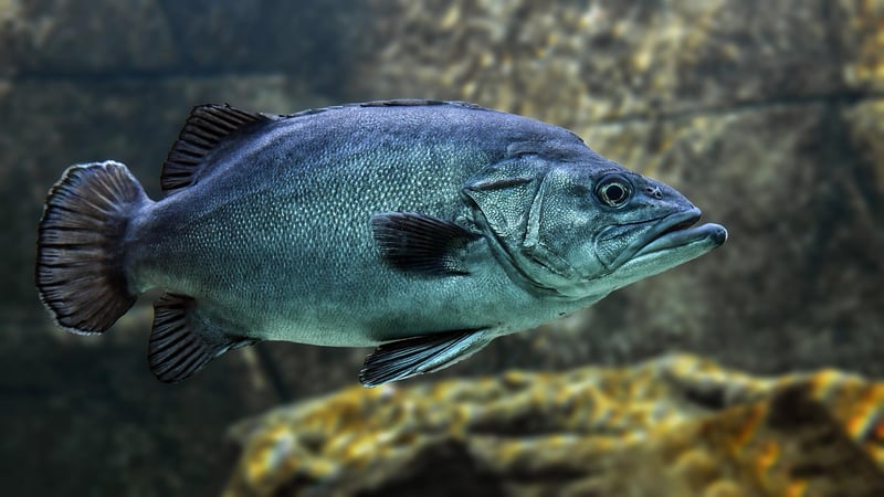 Underwater Discoveries